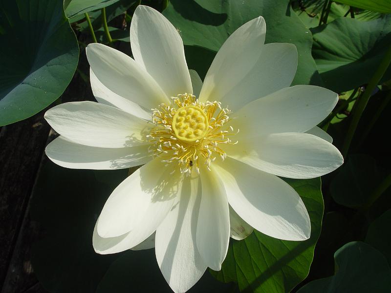 booroowhangary-nov09 056.jpg